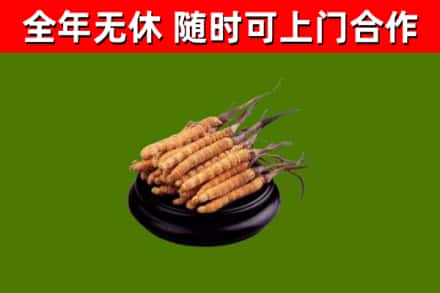 台中市烟酒回收冬虫夏草.jpg